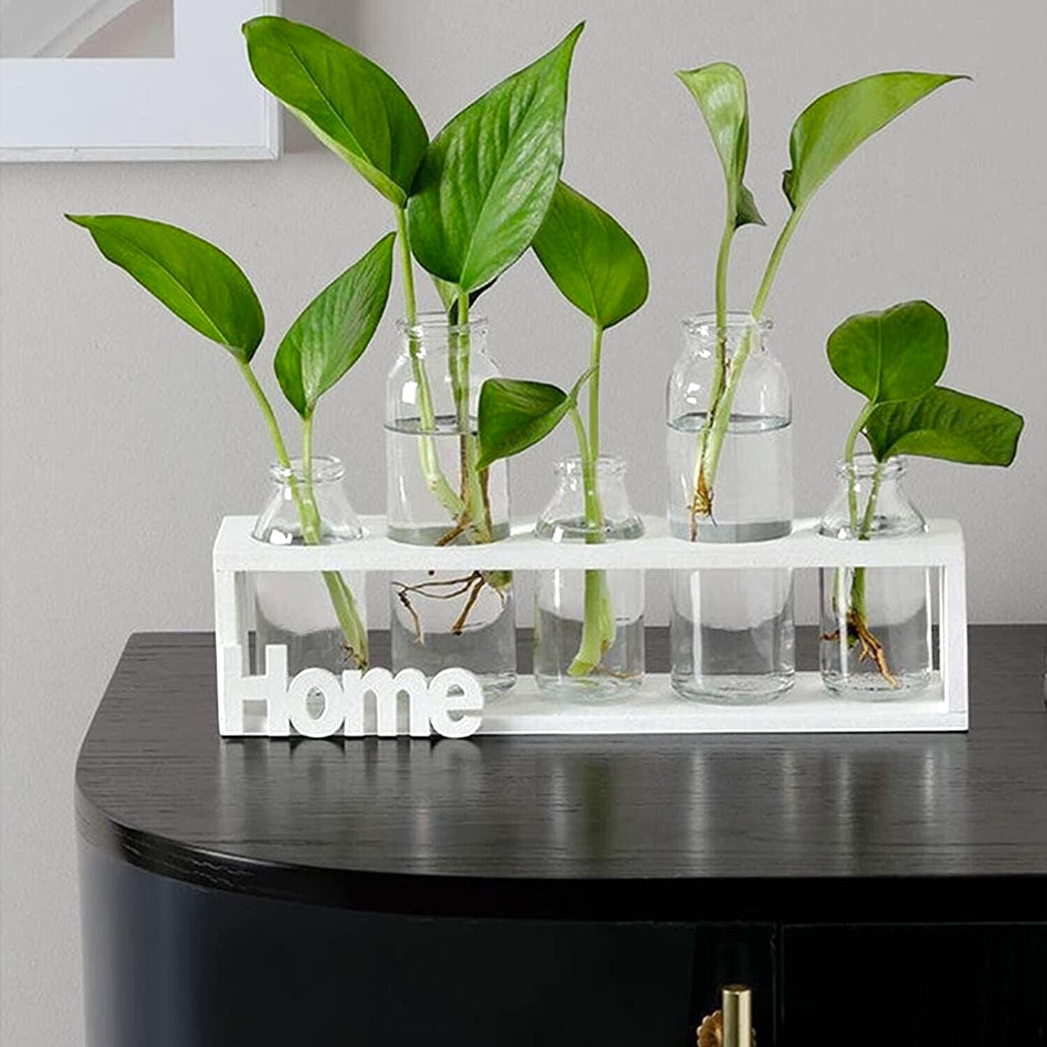 Plant Propagation Station with Wood Stand