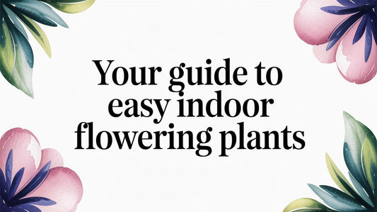 Your Guide to Easy Indoor Flowering Plants