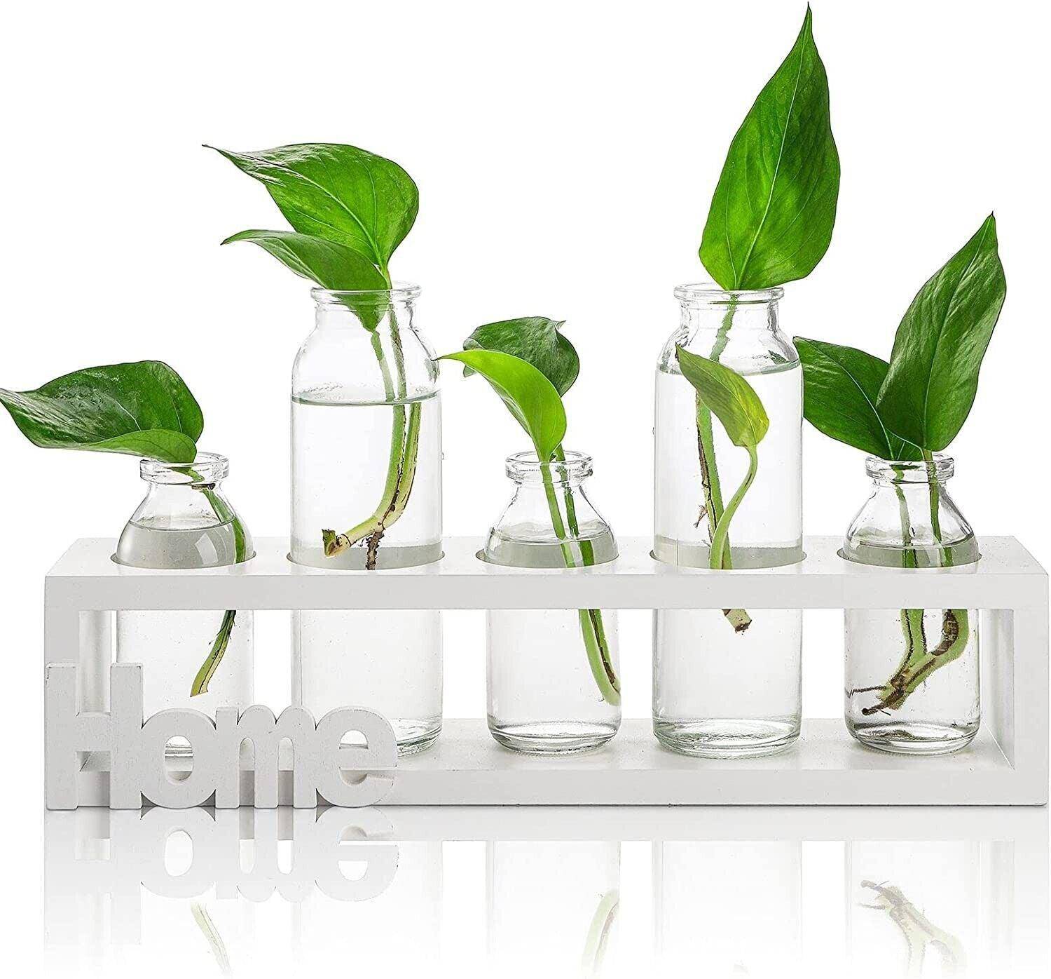 Plant Propagation Station with Wood Stand